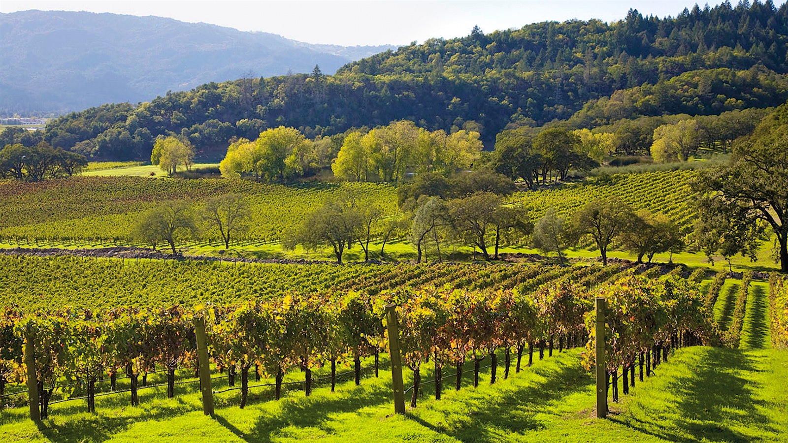  Lush vineyard belonging to Joseph Phelps winery, with forested hillsides in the background